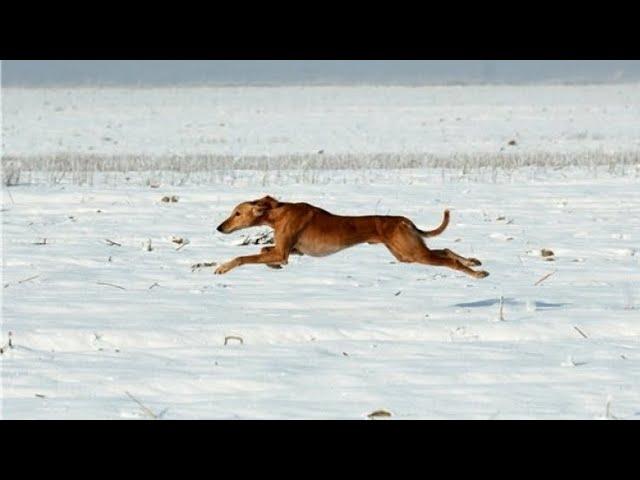 Kazakh Greyhound  |  Kazakh tazy catches a hare     |  Hunting in Kazakhstan