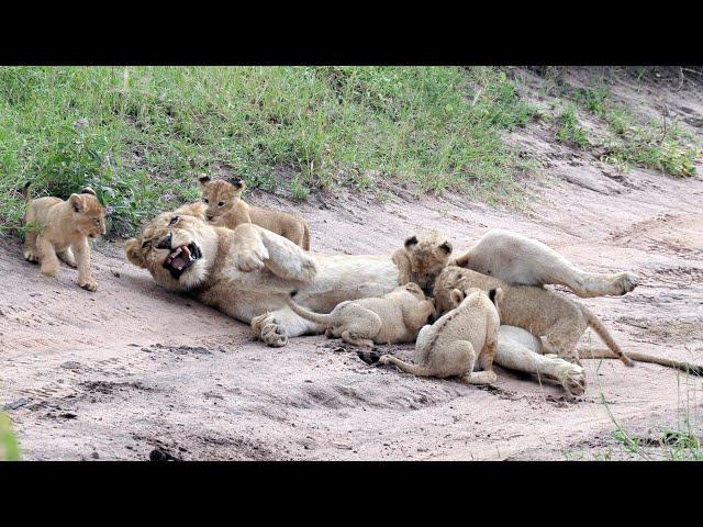 Nice Sunday morning stroll with cute lion cubs