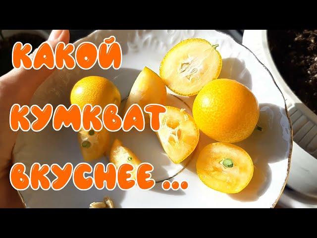 Какой кумкват вкуснее.  Кумкват Мейва.  Кумкват Тондо.