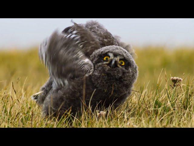 Fluffy Owl Chicks Learn to Fly | Frozen Planet II | BBC Earth