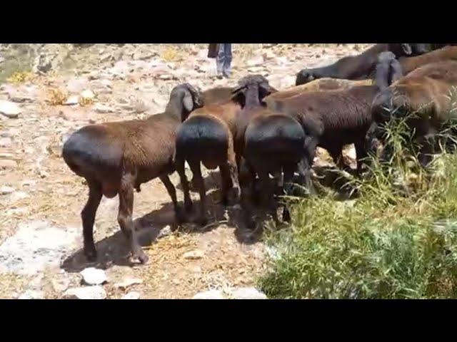 XISORI QÓCHQORLAR | HISSAR RAMS OF UZBEKISTAN 