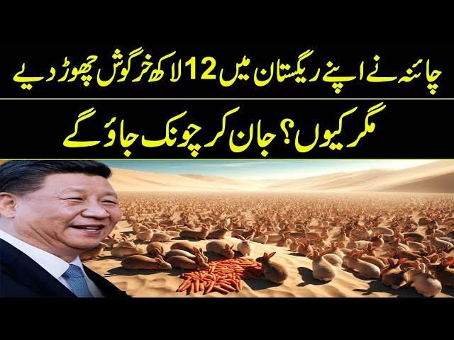 Why Did China Leave 1.2 Million Rabbits In Its Desert | Reality Facts