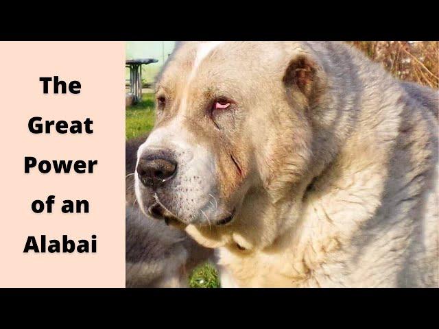 The Great Power of an Alabai | Central Asian Shepherd