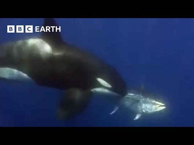 Amazing Orca Moments | BBC Earth