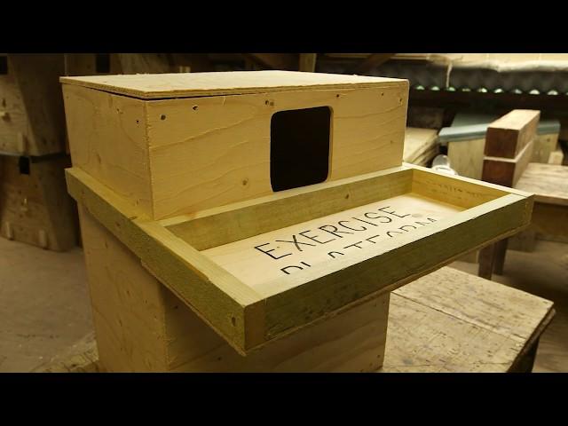 How to Build a Barn Owl Nestbox for Inside a Building (please see notes before purchasing timber*)