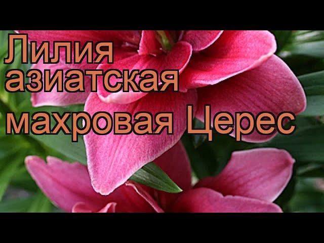 Лилия азиатская махровая Церес  обзор: как сажать, луковицы лилии Церес