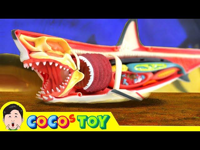 We rescued a megalodon but...｜Exploration of life, megalodon dissection｜CoCosToy