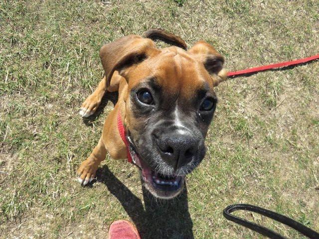 Lola - Boxer Puppy - 3 Week Residential Dog Training at Adolescent Dogs