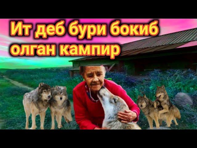 Ит деб бури бокиб олган кампир тасирли хикоя бурилар хакида