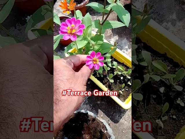 Terrace Garden Flowers: A Blooming Paradise!