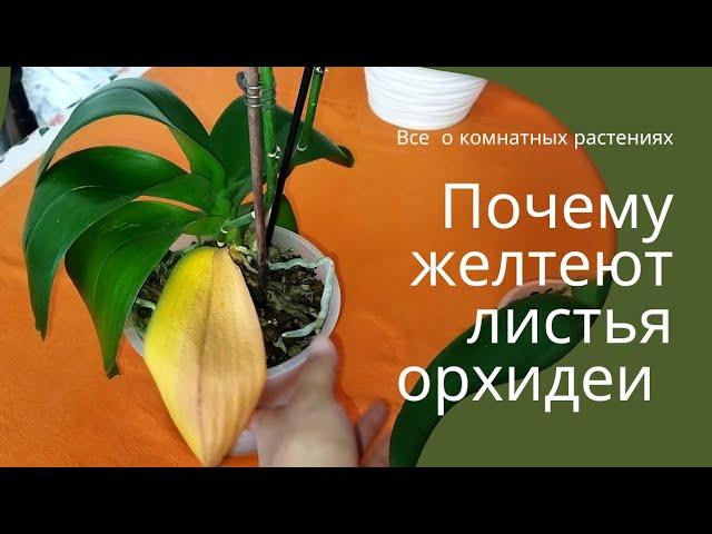 Почему желтеют листья орхидеи.#орхидеи #orhids #plants #орхидеидома #орхидеяполив