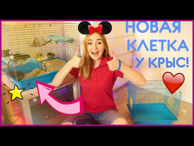 КУПИЛИ НОВУЮ БОЛЬШУЮ КЛЕТКУ ДЛЯ КРЫСОК! / ПЕРЕСЕЛЕНИЕ КРЫС! / ПОКУПКИ ИЗ ЗООМАГАЗИНА