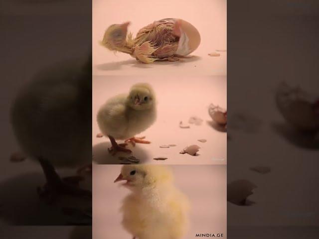 Chick Hatching Process