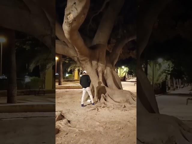 guy pees Wise Mystical Tree