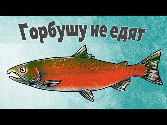 Почему на Камчатке Горбушу считают сорной рыбой и не едят?