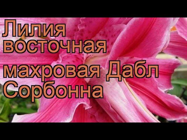 Лилия восточная махровая Дабл Сорбонна (lilium)  обзор: как сажать, луковицы лилии Дабл Сорбонна