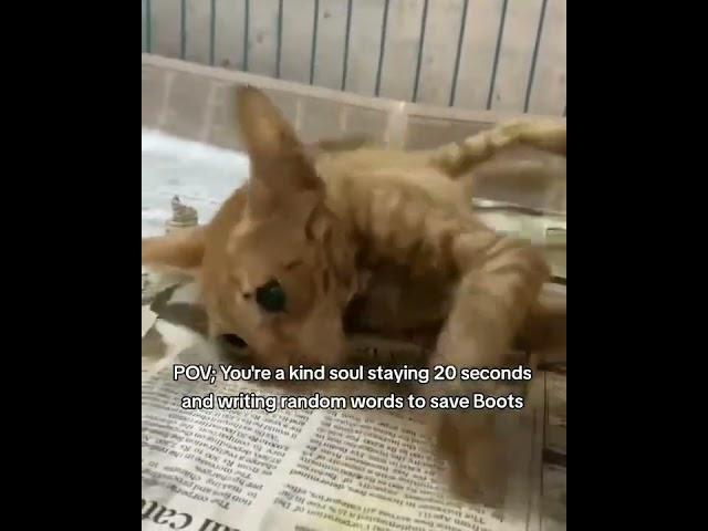 even if 50$ please kindly link in bio and donate anything to save please
