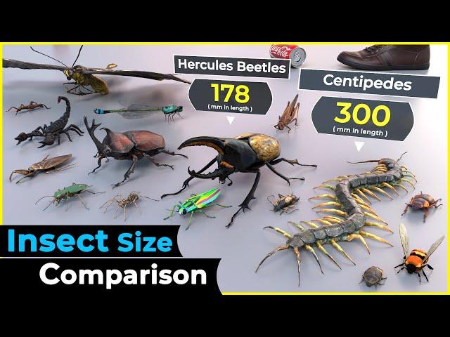 3d size comparison | Insects