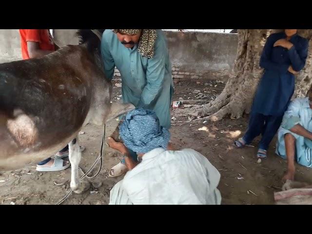 GOOD EXPERT OF DONKEY FOOT MAKING PROCESS #