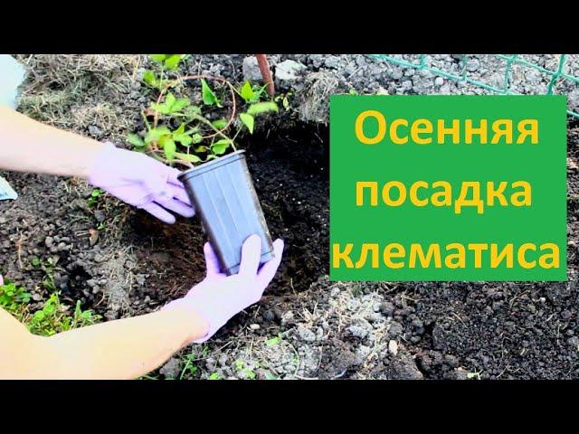 Клематисы. Осенняя посадке молодого саженца