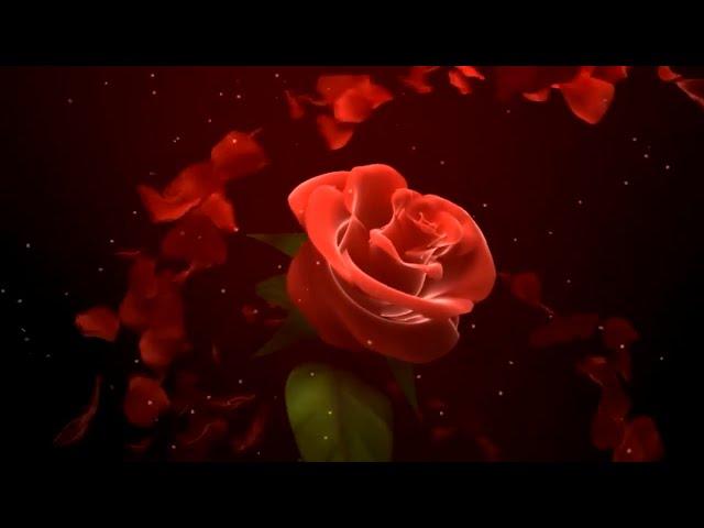 Beautiful Animated Rose Background Video Effects HD