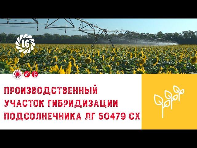 Производственный участок гибридизации подсолнечника ЛГ 50479 СХ