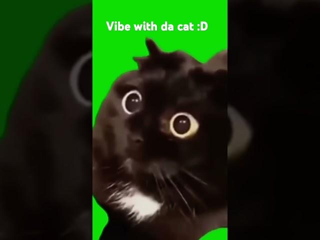vibe with the cat (me) #cat #vibe