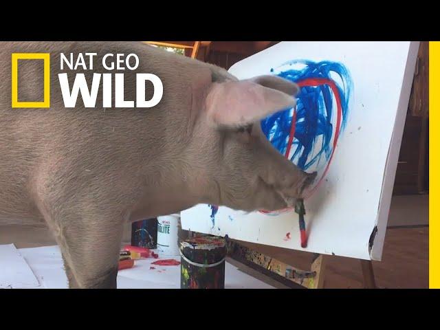 Can Animals Be Creative? Pigcasso the Painting Pig is Making Her Case | Nat Geo Wild