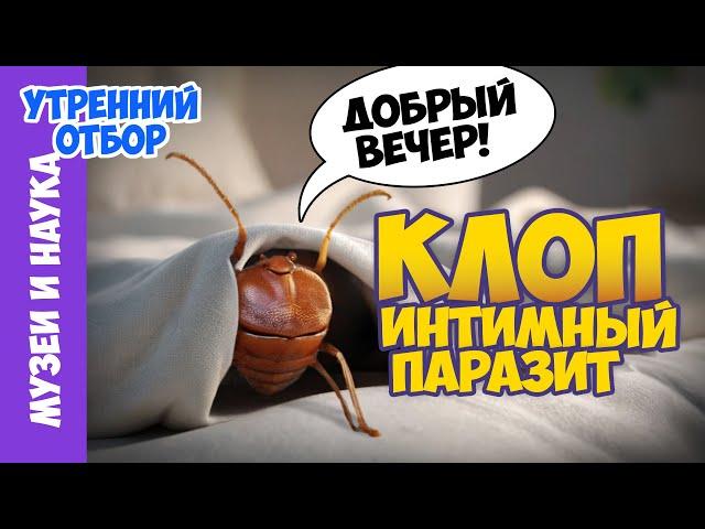 Постельный клоп - возвращение интимного паразита. Игорь Фадеев.