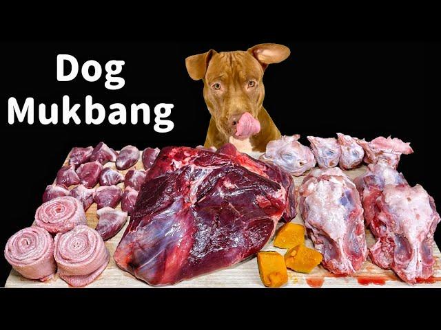 Best ASMR Dog in The World