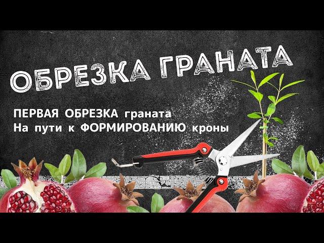 Первая обрезка комнатного граната. На пути к формированию кроны