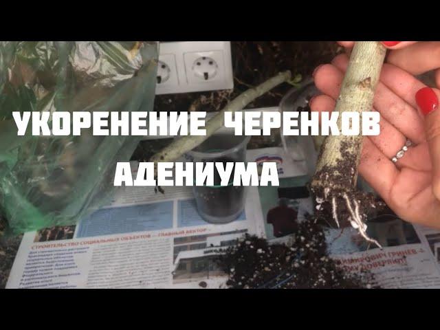 Укоренение черенков адениума и проверка укореняшек)