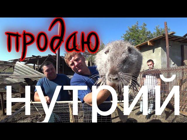 Обзор нутрий!  продаём ,случаем ,примиряем!