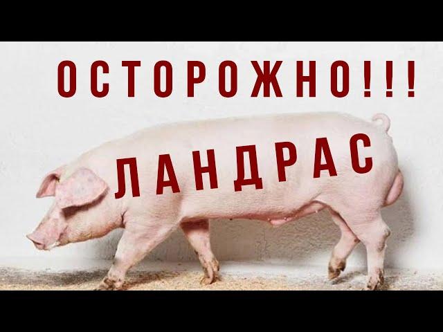 БУДЬТЕ БДИТЕЛЬНЫ НА АВИТО! Как выглядит ландрас. Породы свиней.