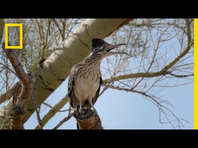 Snake vs. Roadrunner Face-off | National Geographic