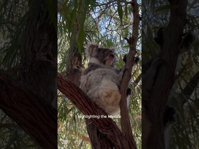 A SERENE KOALA