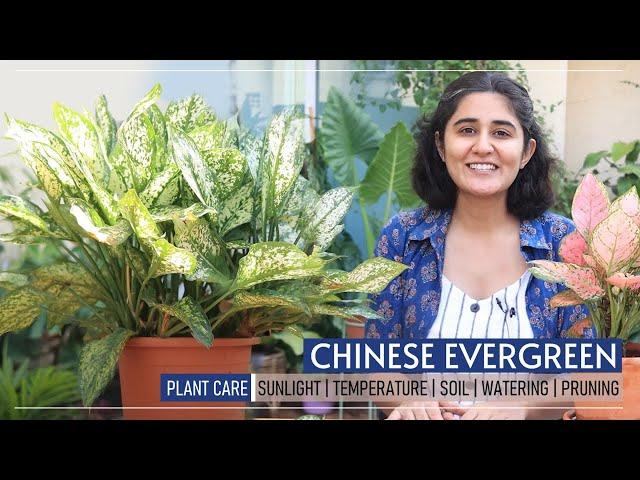 Chinese Evergreen growing PERFECTLY at home | Ep. 14 Garden up Basic