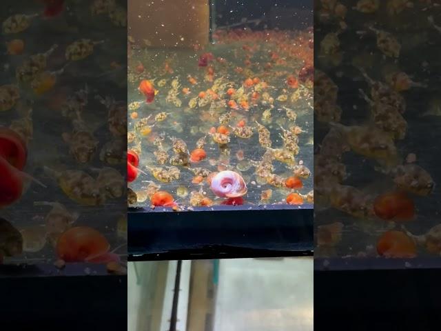 Captive bred Congo Pufferfish #shorts