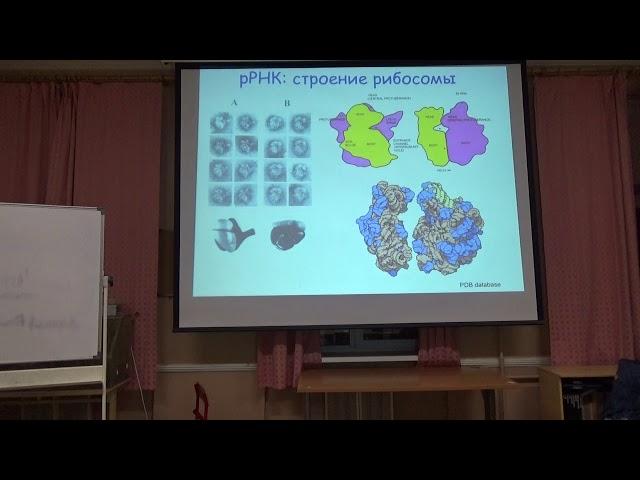 Биологическая спираль. Молекулярная Биология. Миропольская Наталия. семинар 8