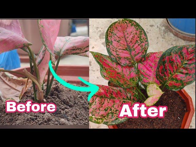 Aglaonema Plant Care! Burning Leaves Solution & Propagation