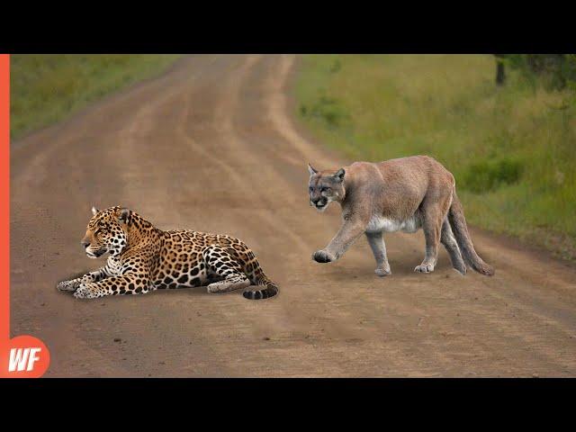 Cougar Attacks Jaguar and Quickly Pays the Price