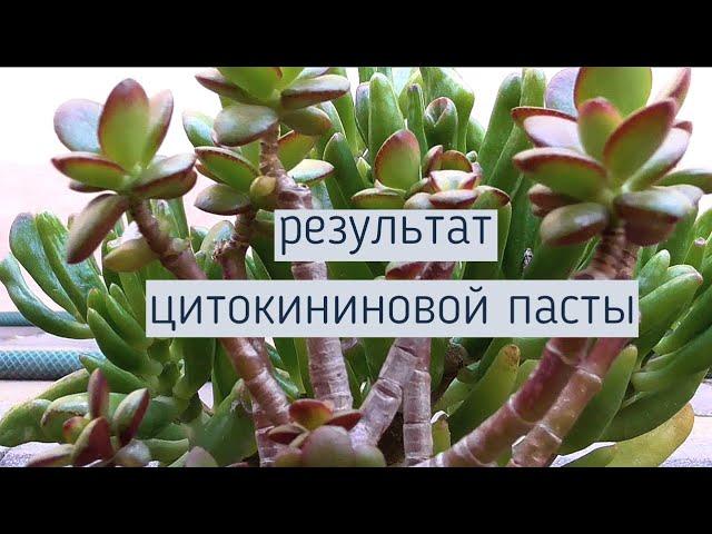 ДЕНЕЖНОЕ ДЕРЕВО. ТОЛСТЯНКА.  РЕЗУЛЬТАТ ПРИМЕНЕНИЯ ЦИТОКИНИНОВОЙ ПАСТЫ.