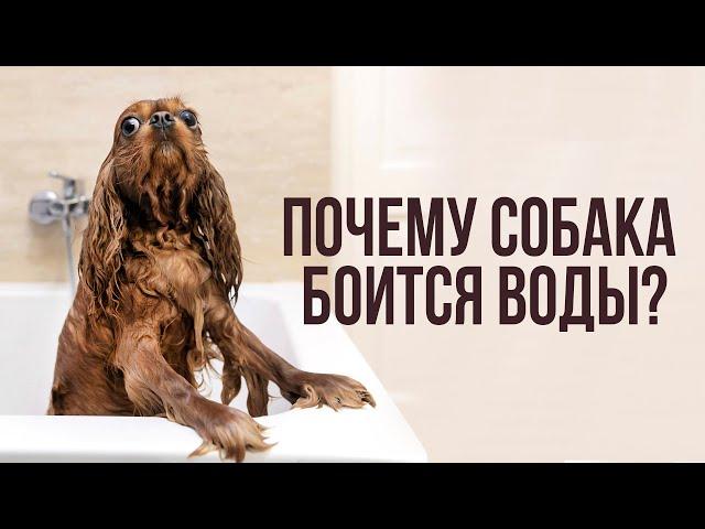 Собака в воде/Почему собака боится воды/Страх воды у собак/Как приучить собаку мыться в ванной