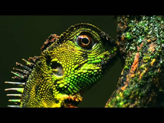 Belleza verde, les perruches de Yasuni