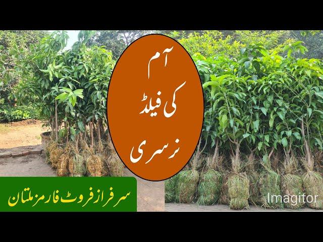 Field Nursery of Mango at Sarfraz Fruit Farms Multan