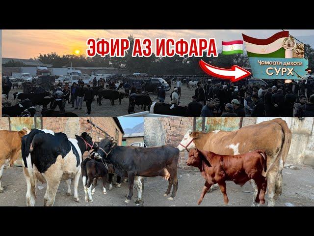 Исфара Молбозори Сурх 8 октября 2024 г.