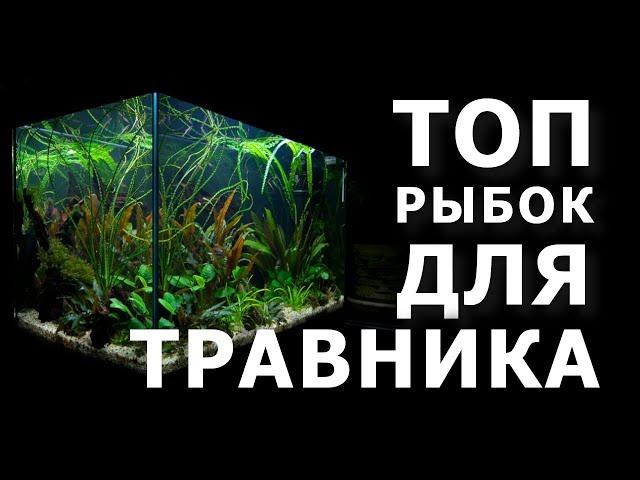 ТОП аквариумных рыбок для травников