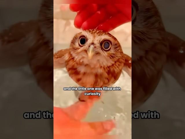 Accidentally found a baby owl.#shortvideo#pet #cute #shorts #animals