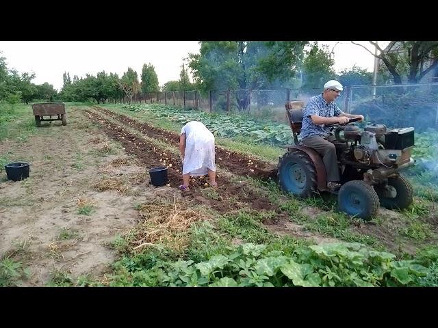 копаем картошку самодельным мини трактором