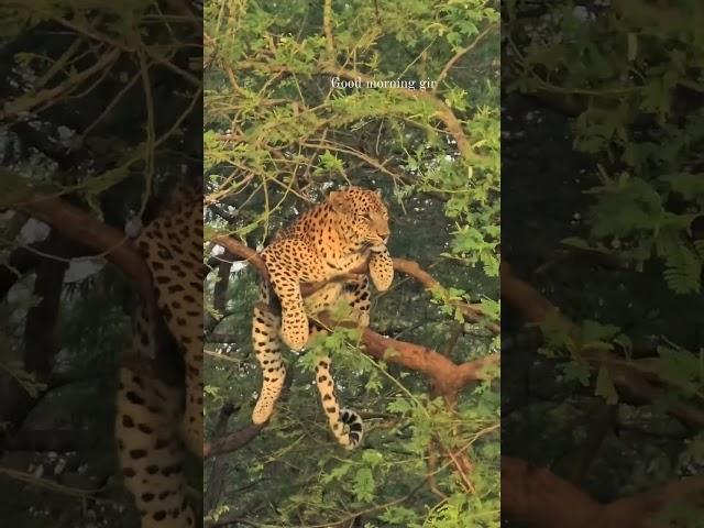 Gir forest sasan gir #leopard#nationalgeographic #sasangir #wildlife #discovery #lion